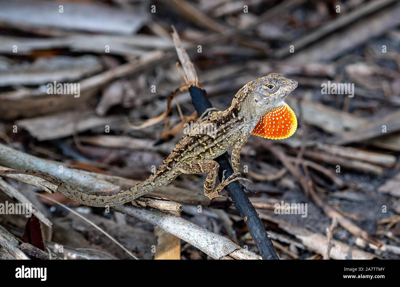Brown Florida reptile stands his ground as another anole approaches Stock Photo