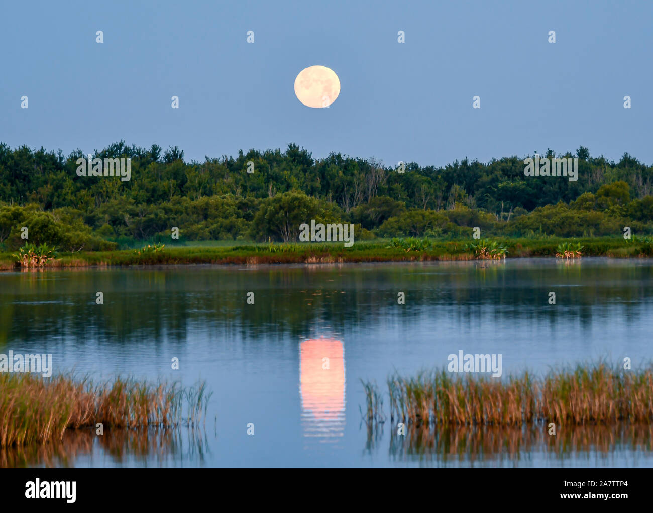 Moon reflection over a lake in central Florida Stock Photo Alamy