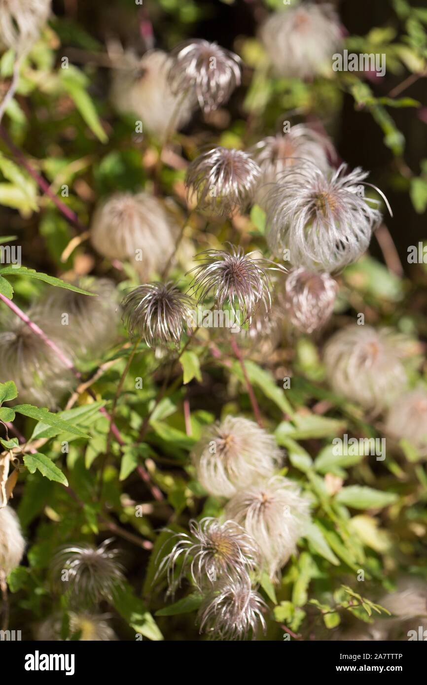 Dying clematis in autumn Stock Photo Alamy
