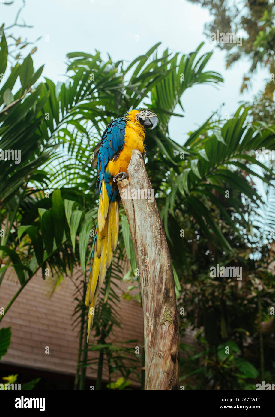 Blue Yellow Macaw Parrot sitting on a branch in a tropical park Stock Photo