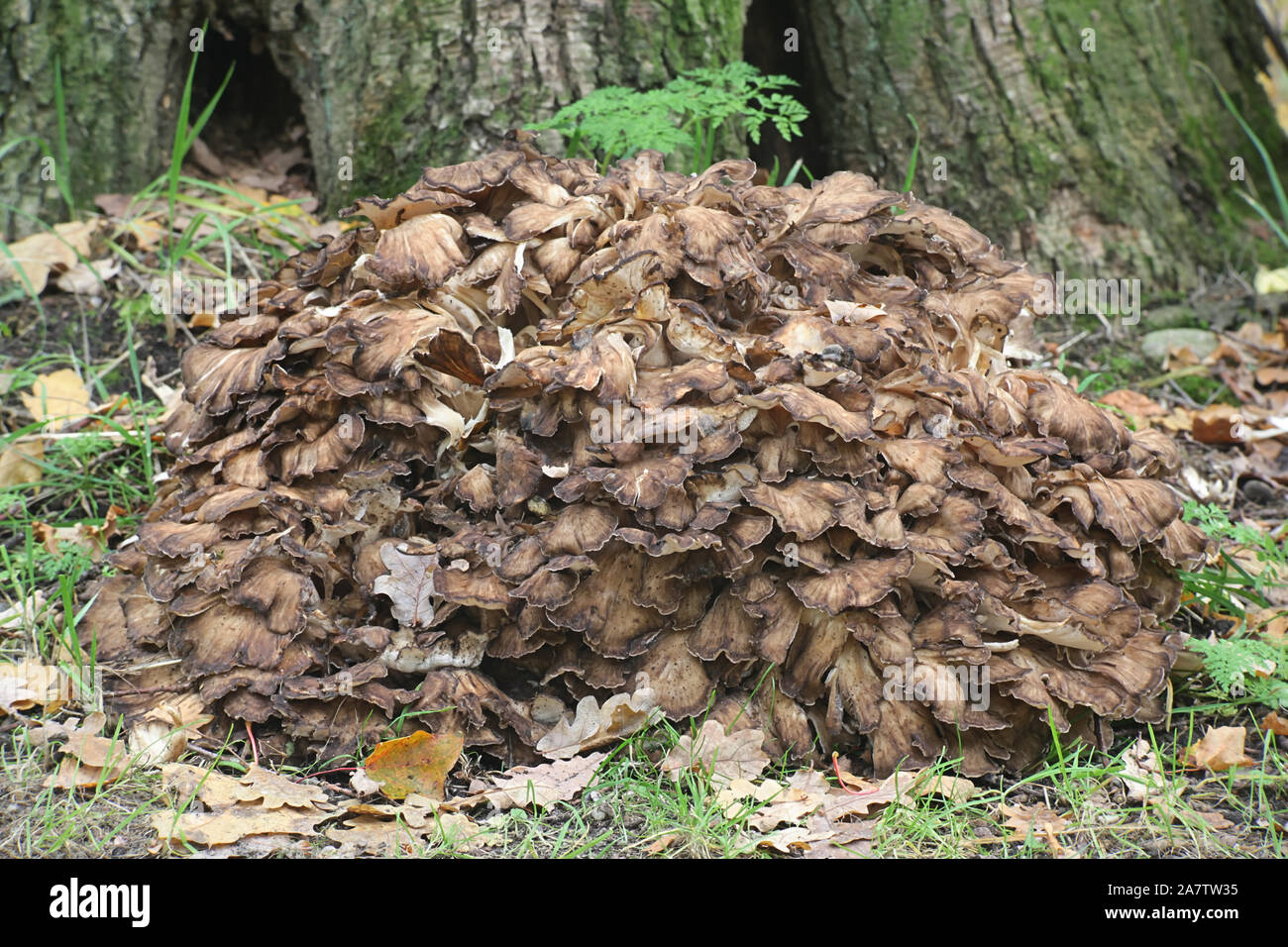 Grifola frondosa, known as maitake, henofthewoods, ram's head and sheep's head, widl edible