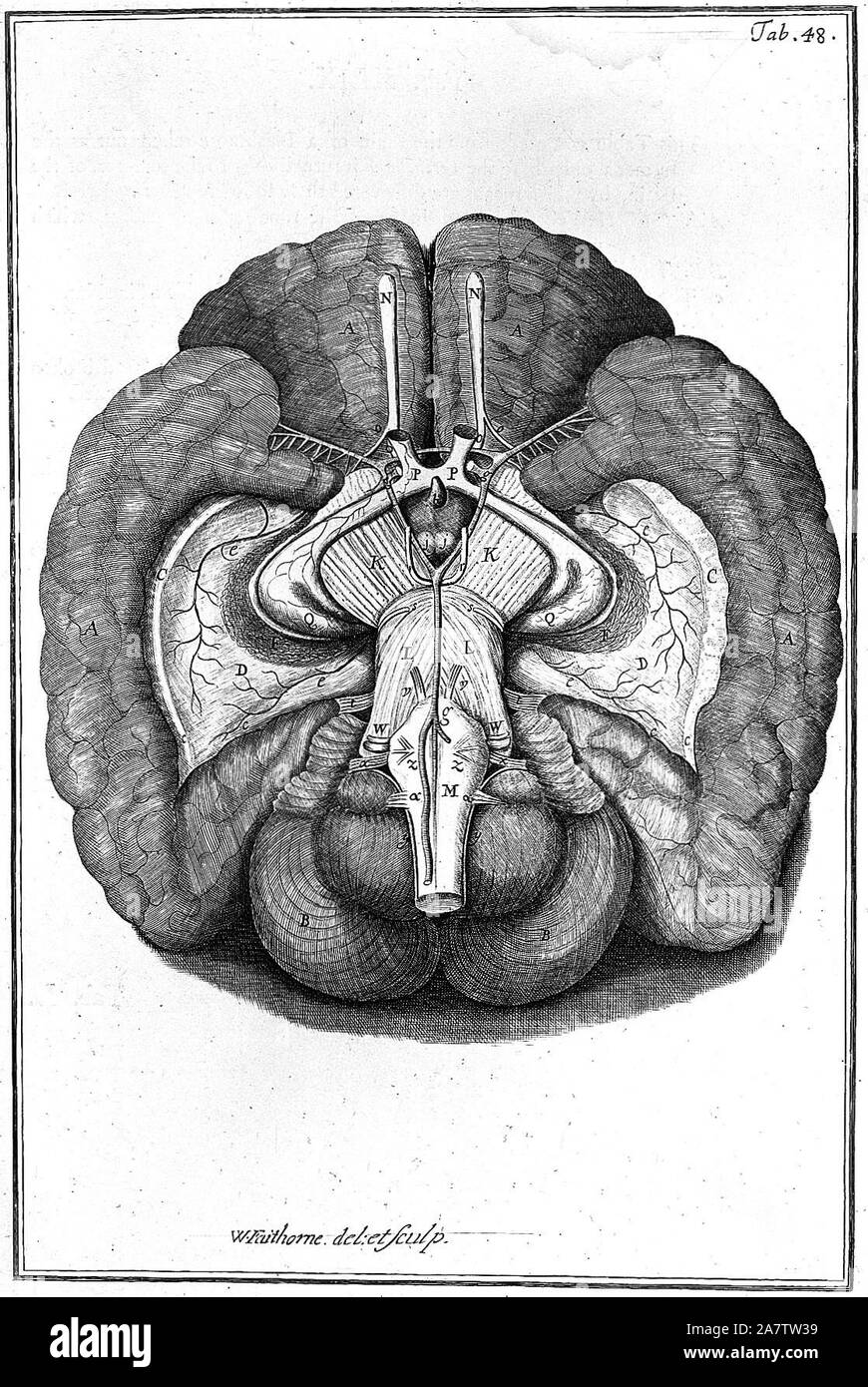 Human brain anatomy model Black and White Stock Photos & Images - Alamy
