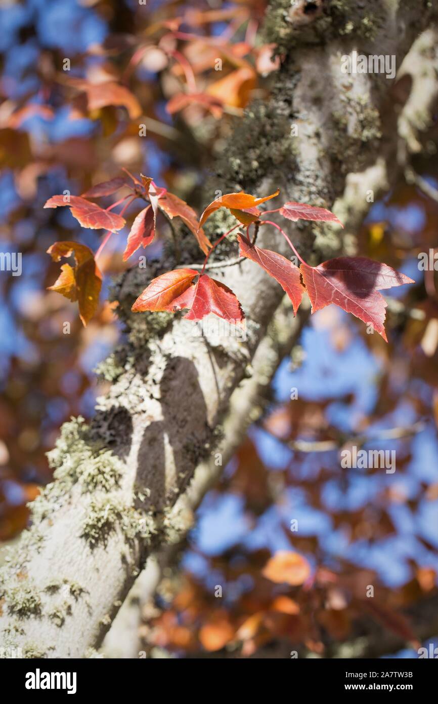 Acer × freemanii 'Autumn Blaze' (Freeman Maple), close up Stock Photo