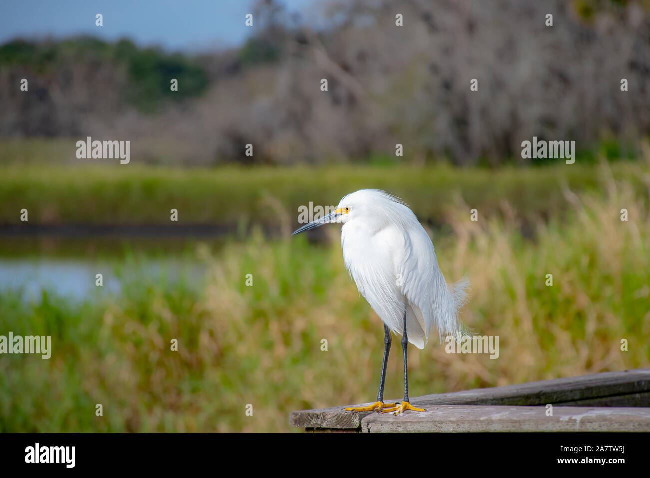 Snowy egret in his natural habitat in Florida, USA Stock Photo