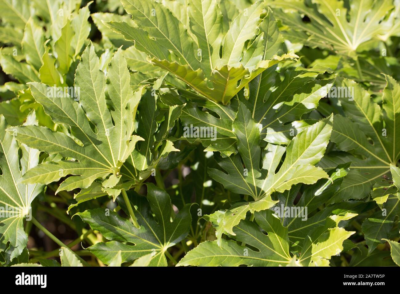 Fatsia japonica, also known as glossy-leaf paper plant, fatsi, paperplant, false castor oil plant, or Japanese aralia. Stock Photo