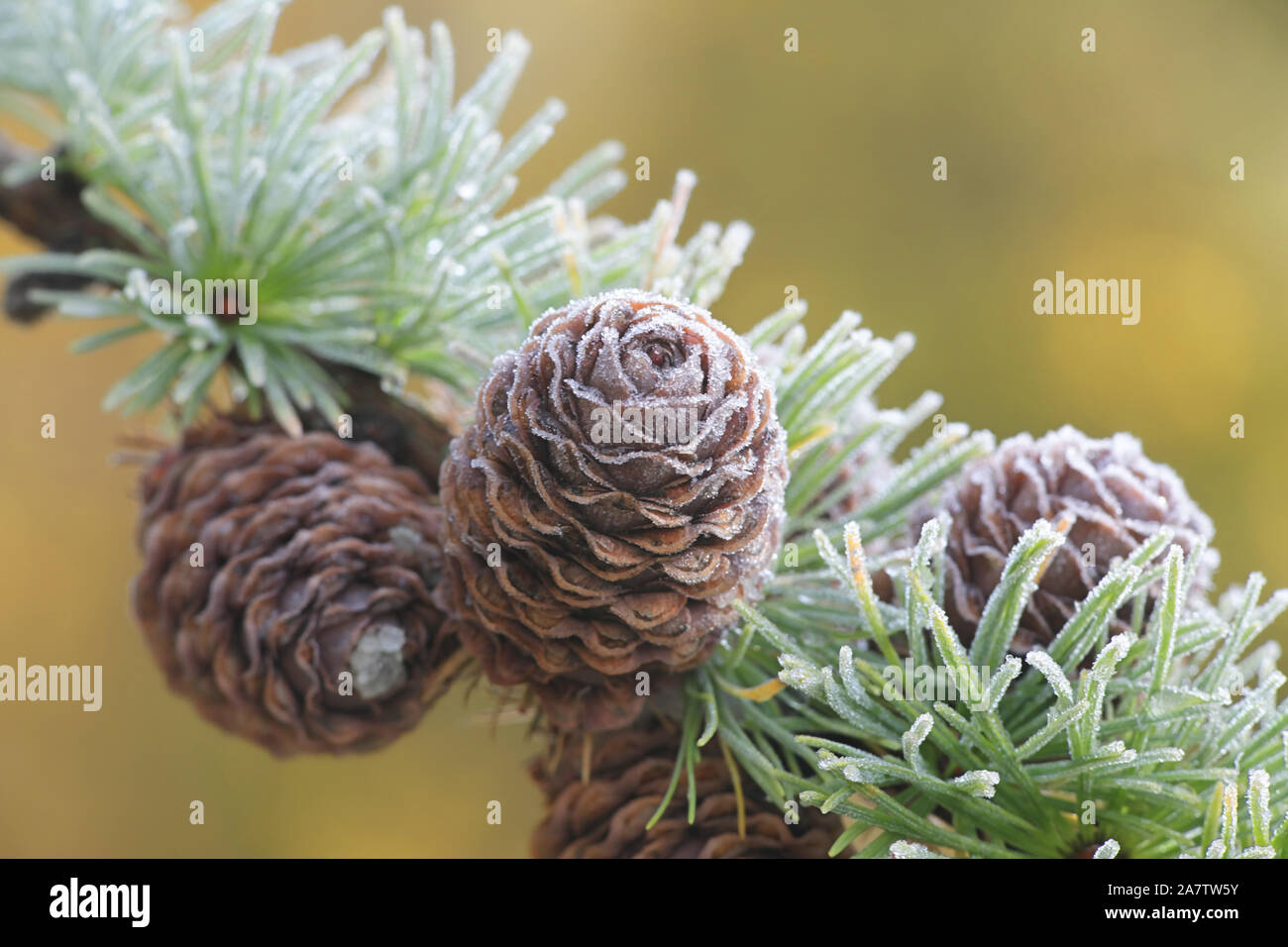 Frosty branch and cone of European Larch, Larix decidua Stock Photo