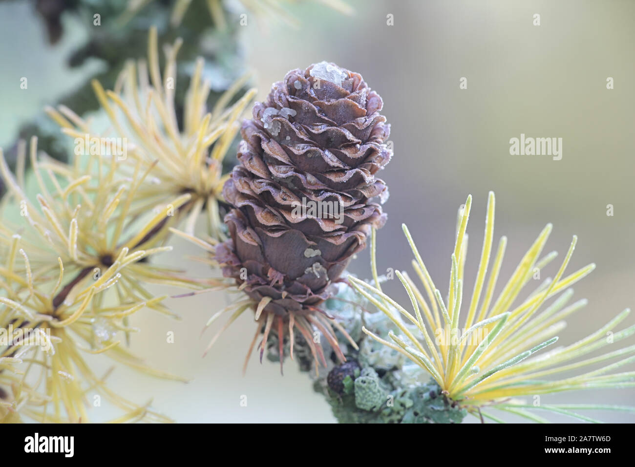 Frosty branch and cone of European Larch, Larix decidua Stock Photo
