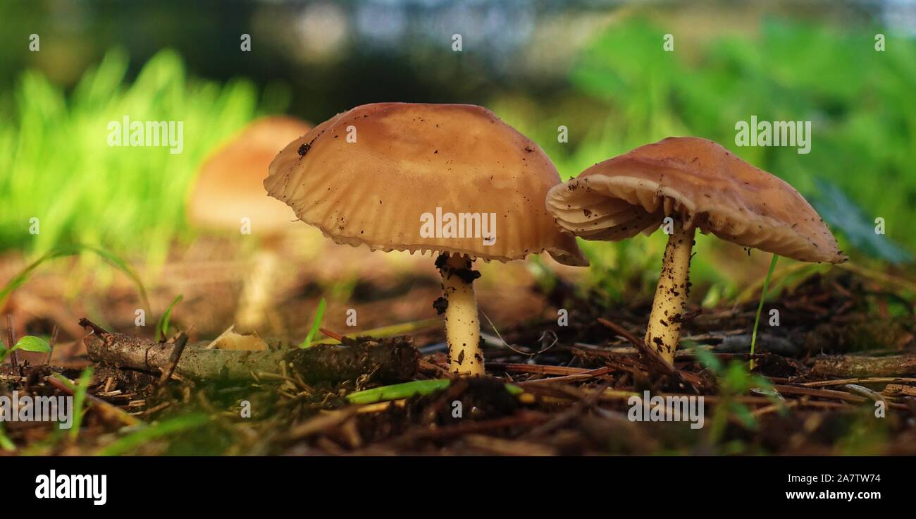 Marasmius oreades. Scotch bonnet. Fairy ring mushroom Stock Photo