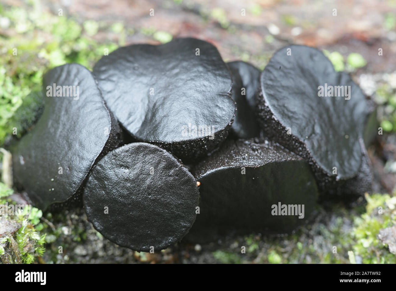 Black jelly fungus hires stock photography and images Alamy