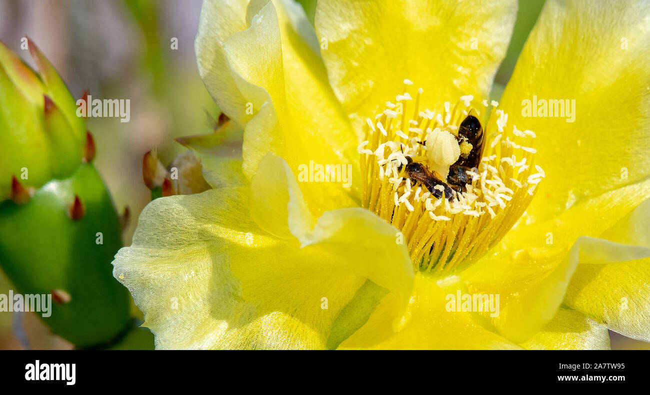 Devil's Tongue or Prickly Pear Cactus flower with bees Stock Photo