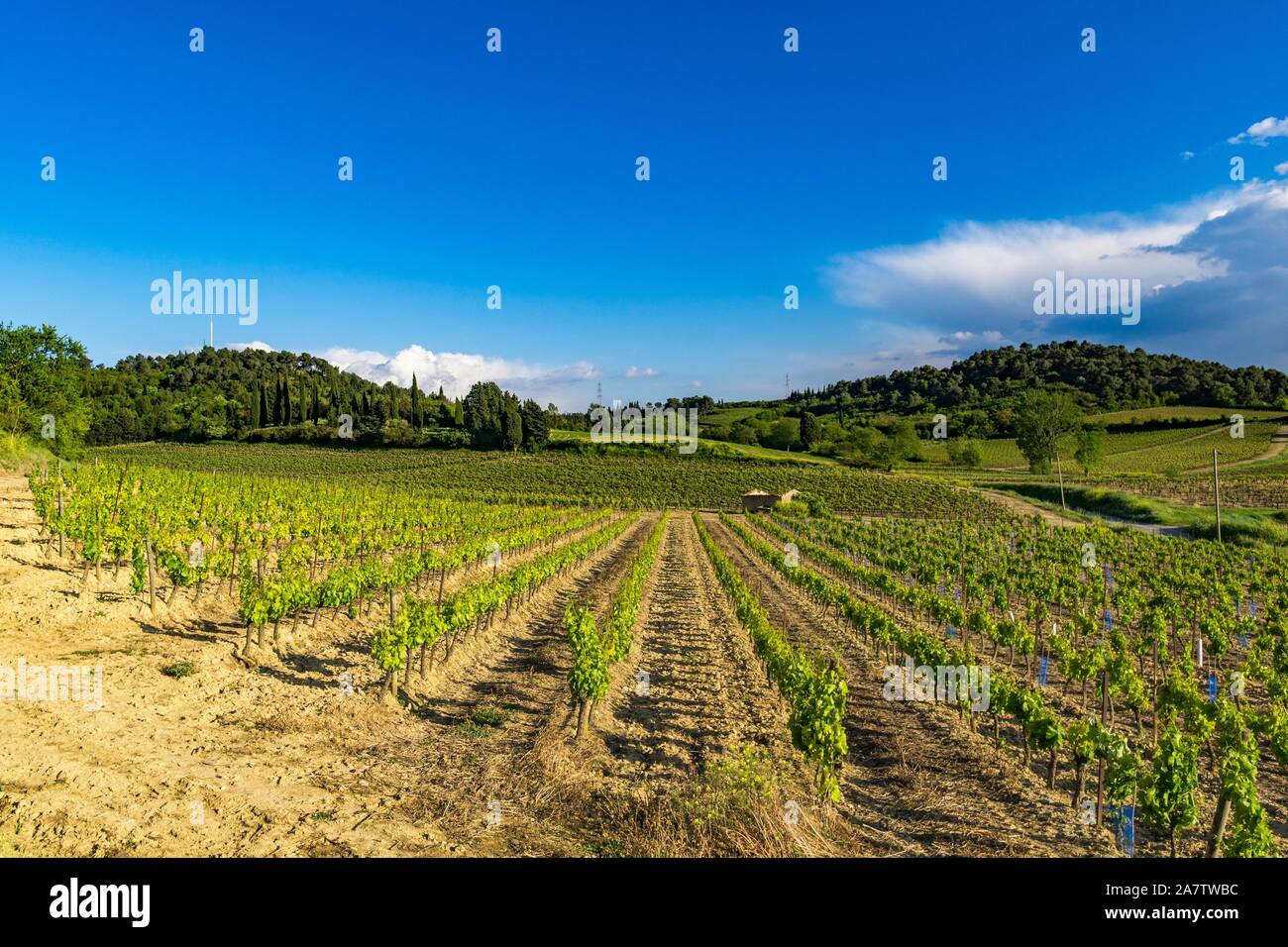 Typical wine region near the town of Carcassonne in Southern France. Stock Photo