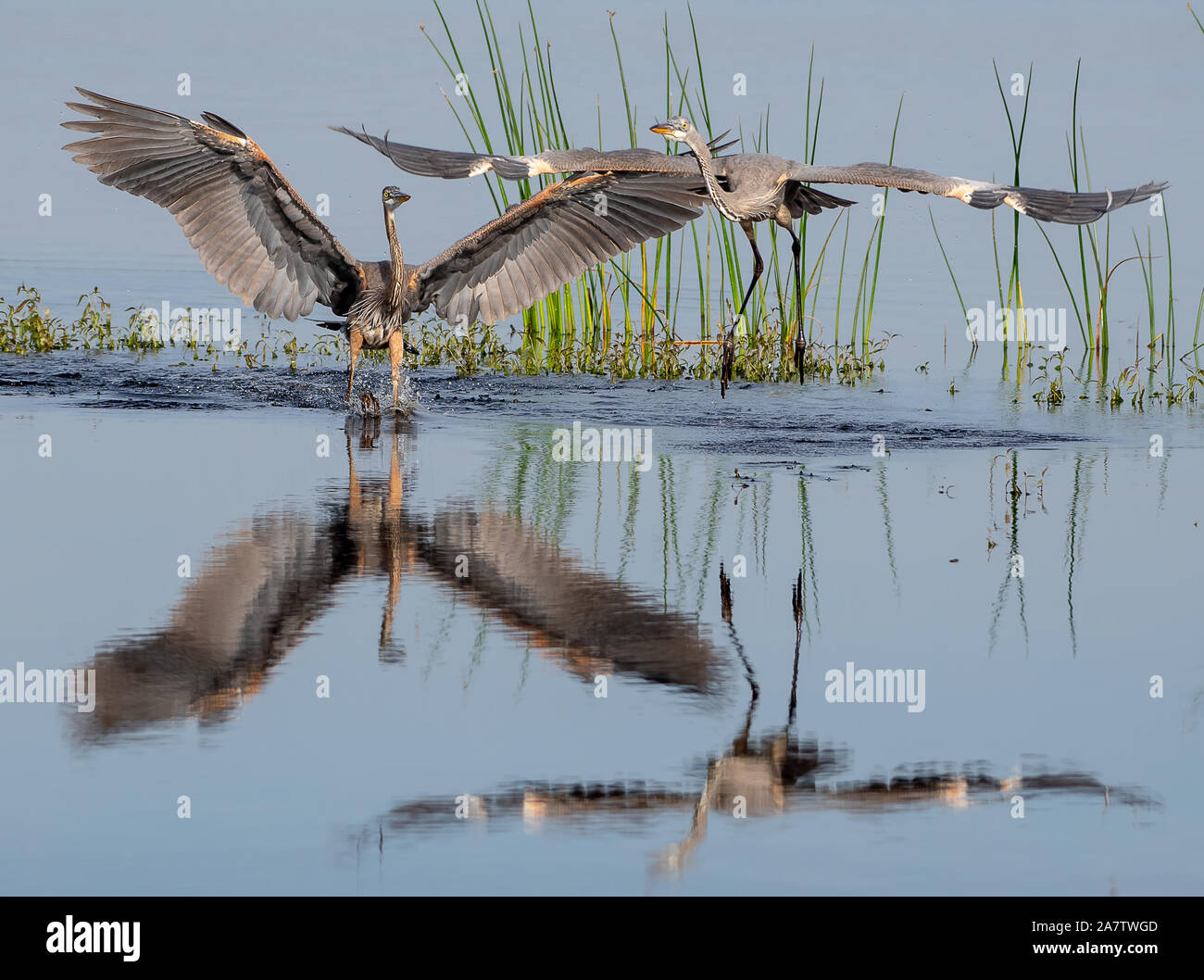Great blue heron's posturing for territory Stock Photo