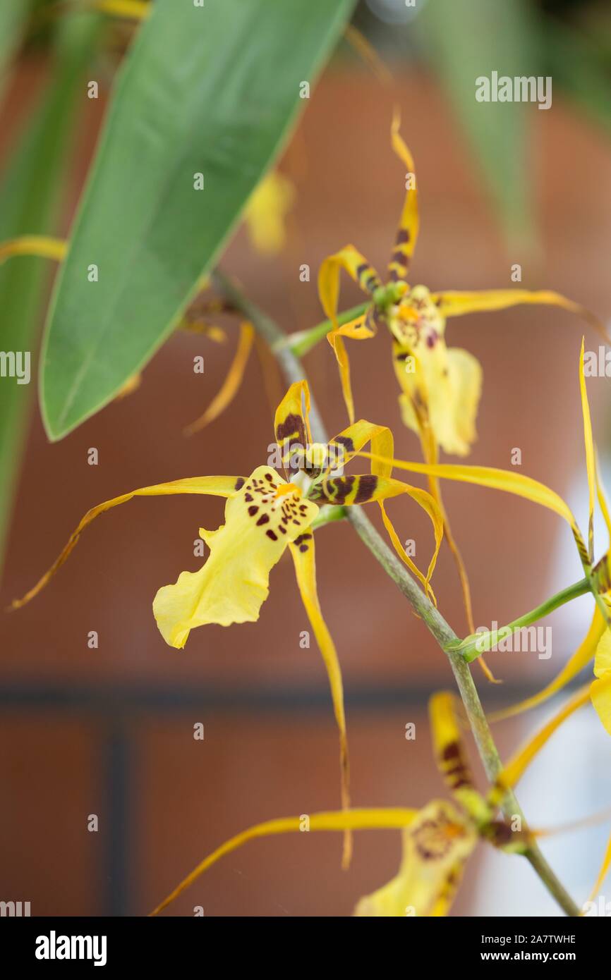 Brassia - spider orchid, close up. Stock Photo