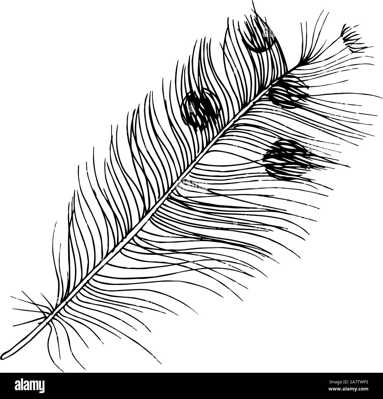 Vector bird feather from wing isolated. Black and white engraved ink ...