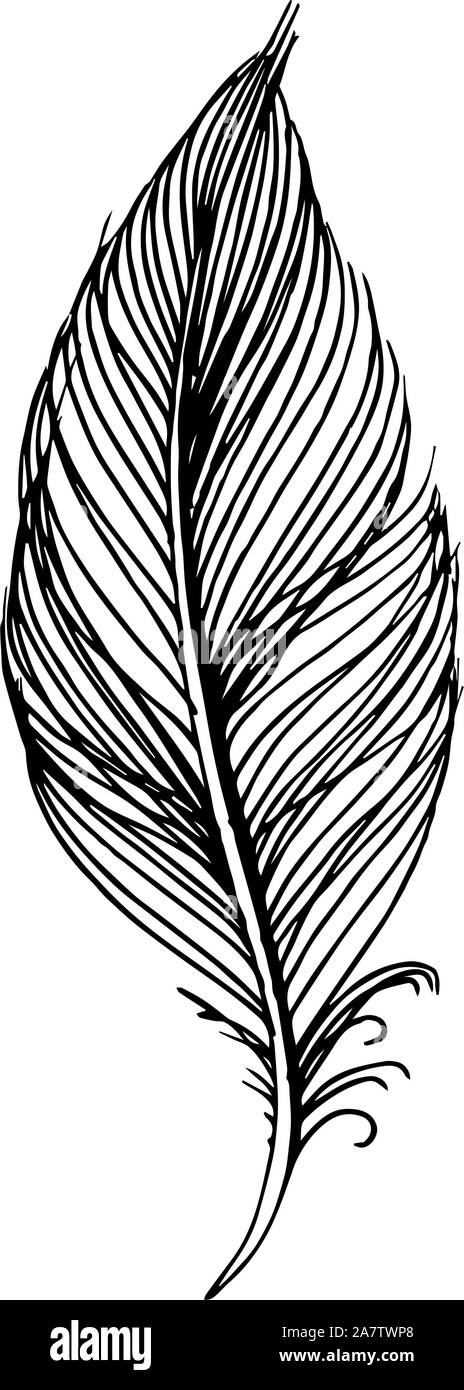 Vector bird feather from wing isolated. Black and white engraved ink ...
