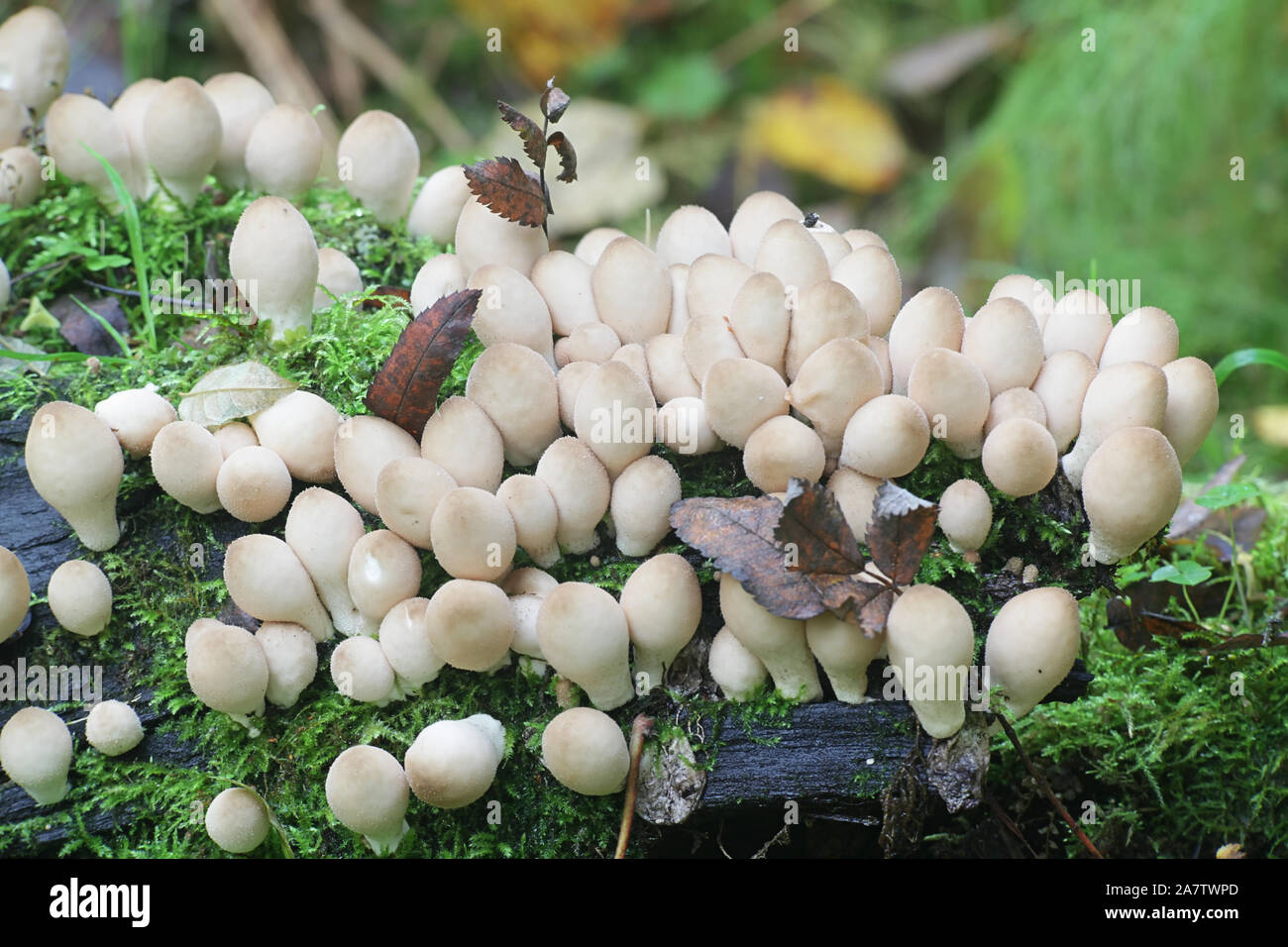 Lycoperdon pyriforme, known as the pearshaped puffball or stump