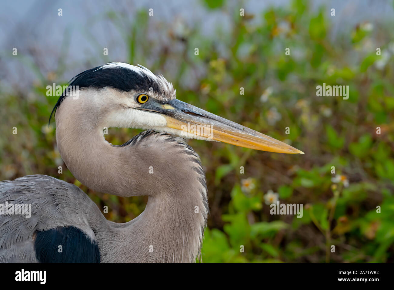 Great blue heron close up hi-res stock photography and images - Alamy