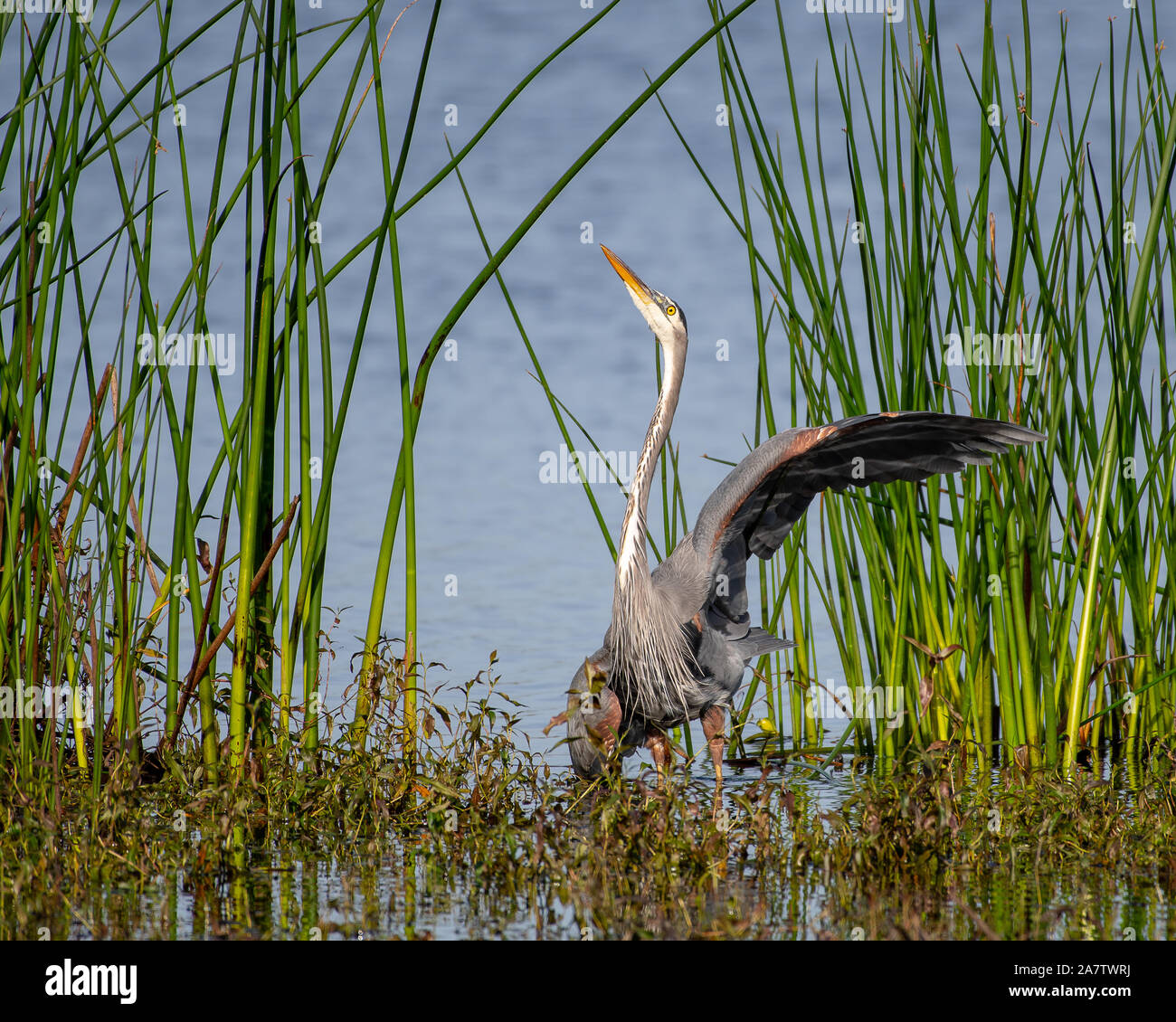 Great blue heron dancing in the water Stock Photo