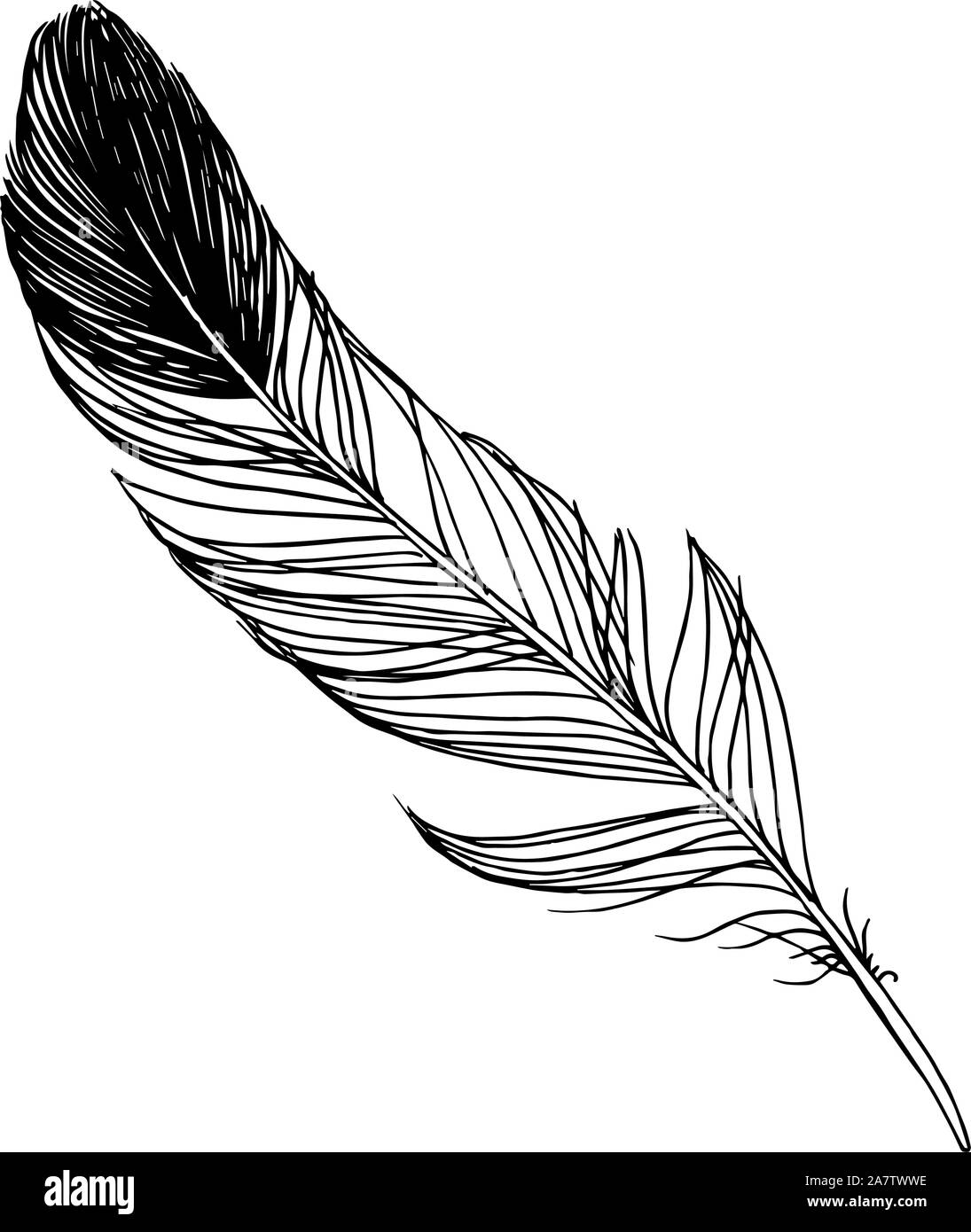 Vector bird feather from wing isolated. Black and white engraved ink ...