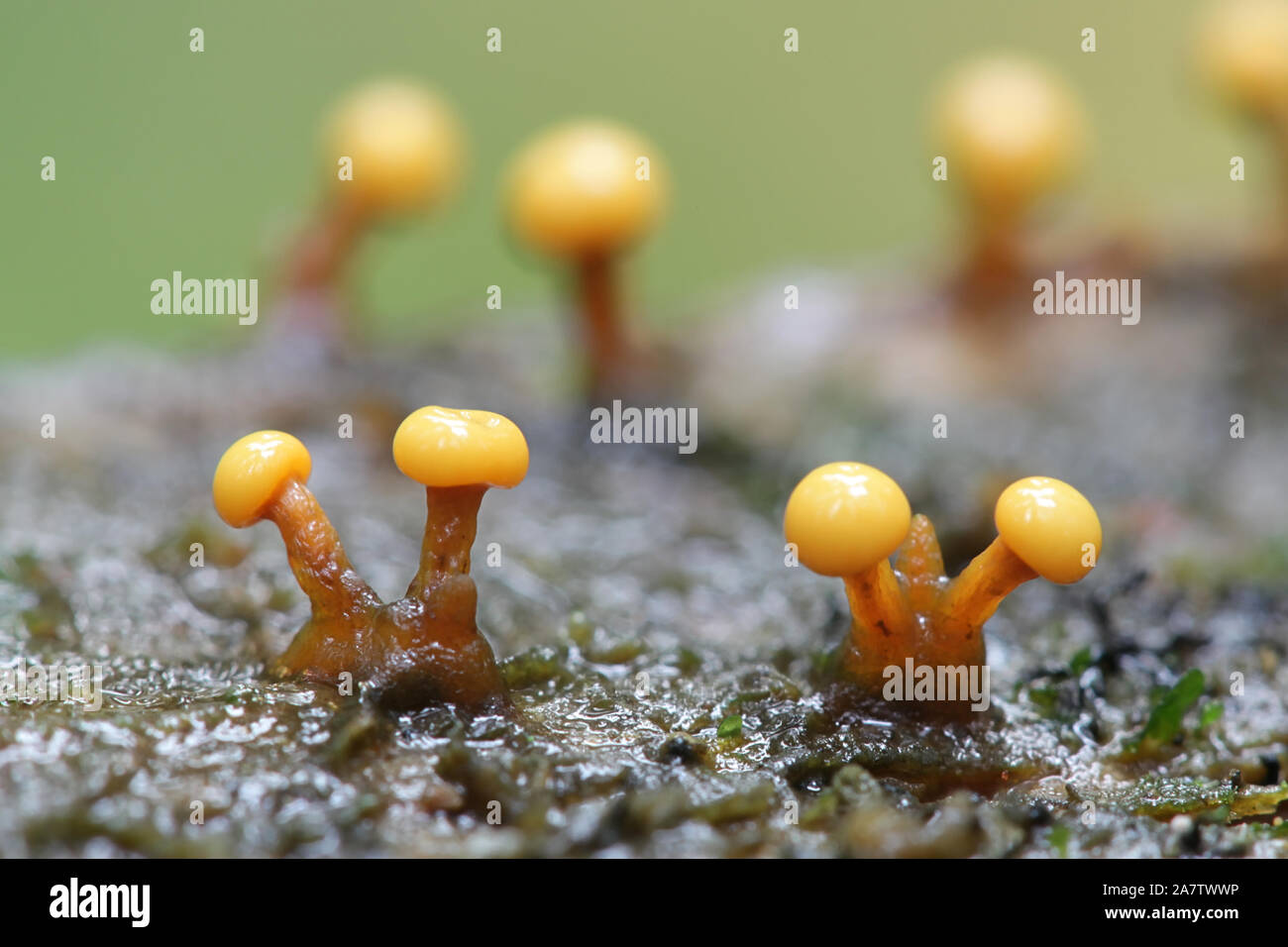 Lepidoderma tigrinum, known as spotted tiger slime mold, maturing sporangia from Finland Stock Photo