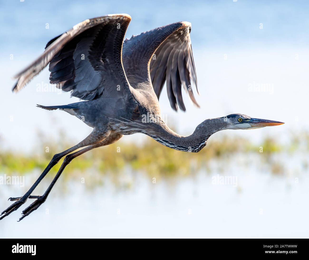 Great blue heron flying close Stock Photo