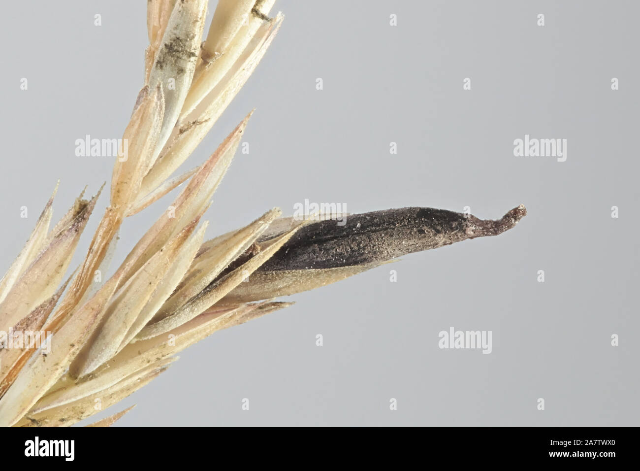 Claviceps purpurea, known as ergot fungus, growing on meadow grass (Poa sp) in Finland Stock Photo