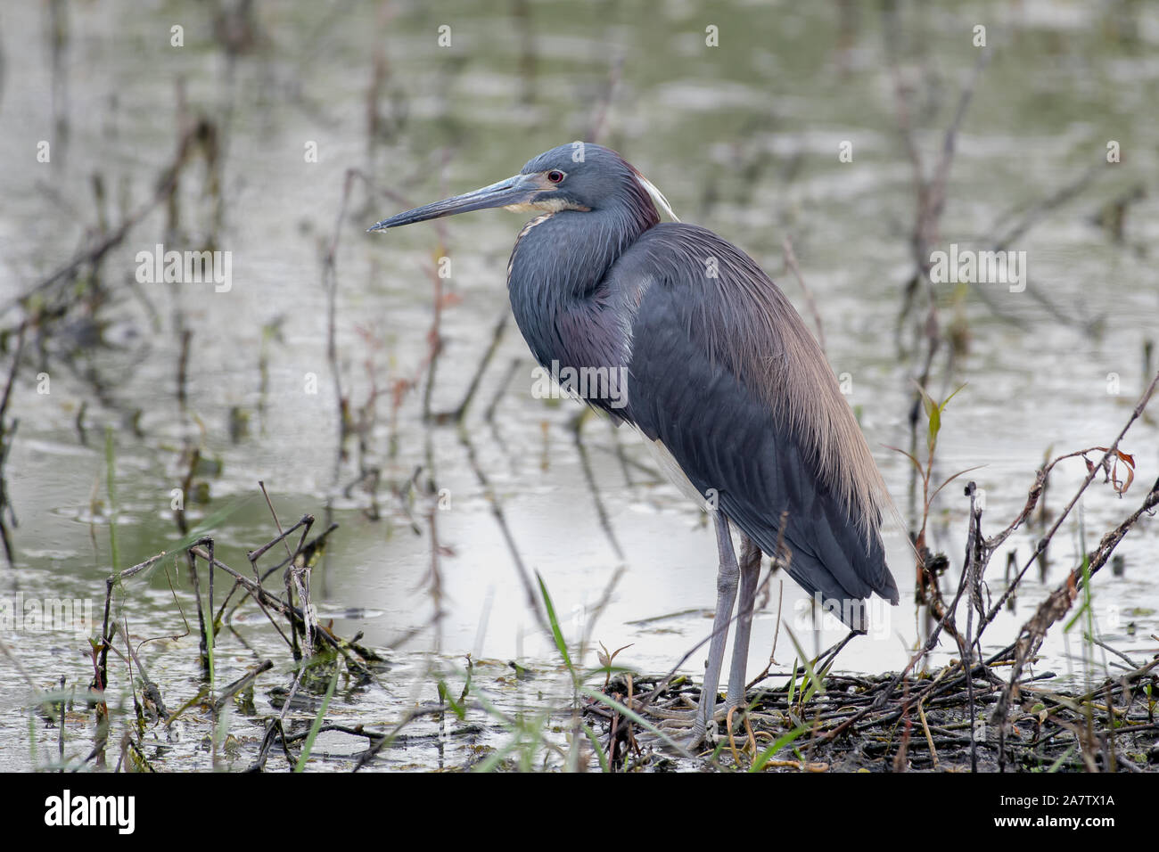 Little blue heron in a lake in Florida Stock Photo