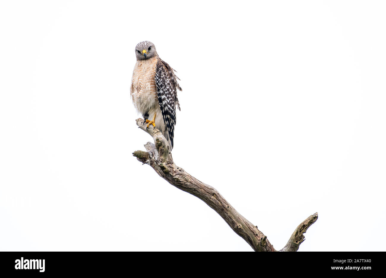 Red shouldered hawk perched on a branch Stock Photo