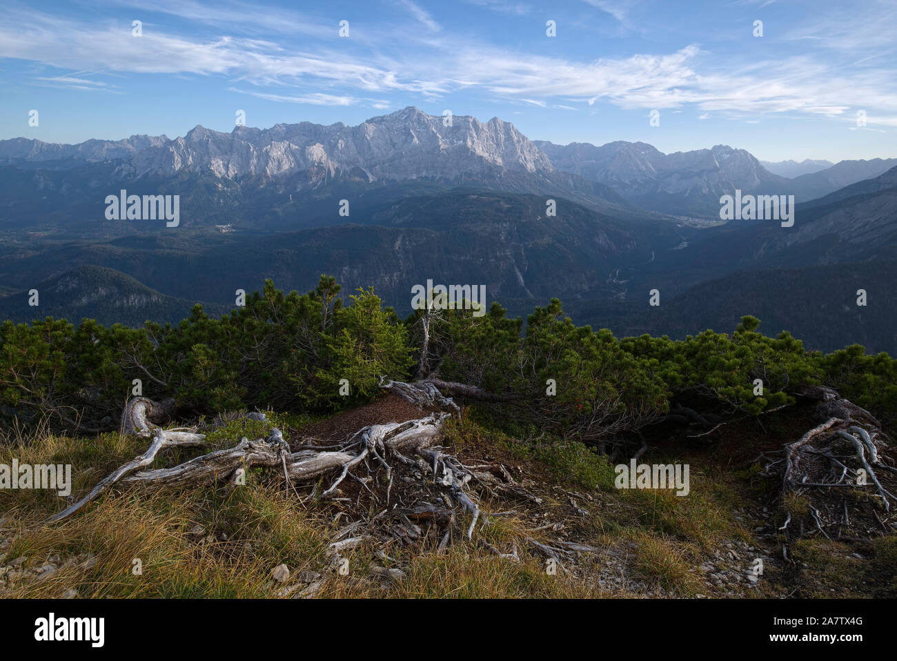 ant nest and conifers in front of Zugspitze massif in autumn, Grainau, Germany Stock Photo
