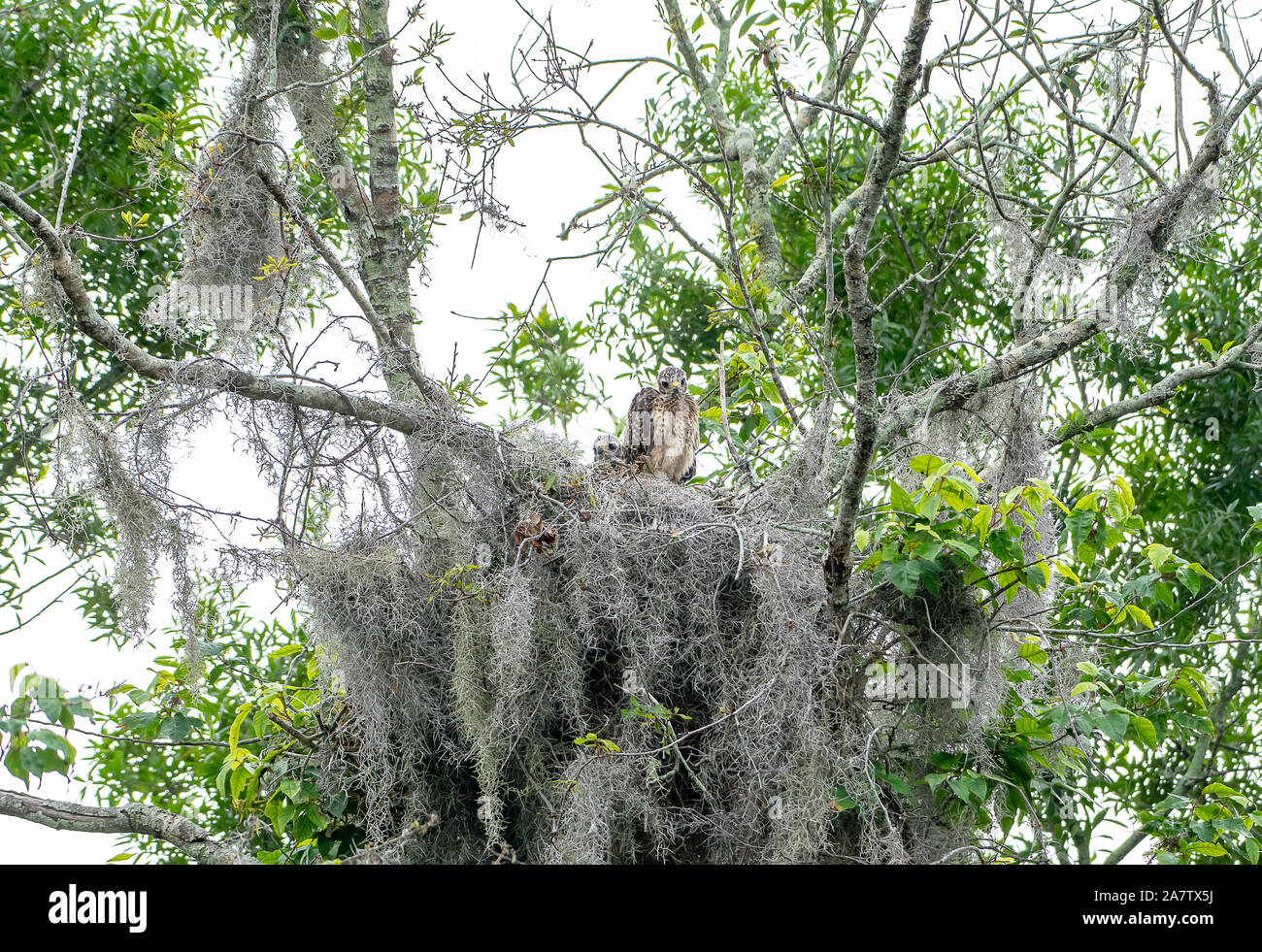 Baby red shouldered hawks in the nest Stock Photo - Alamy