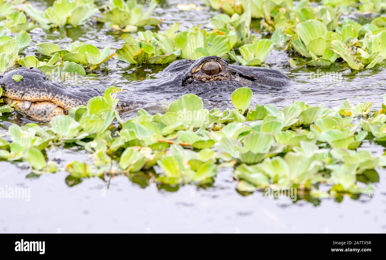 American alligator - close up in the water camouflaged by plants Stock Photo