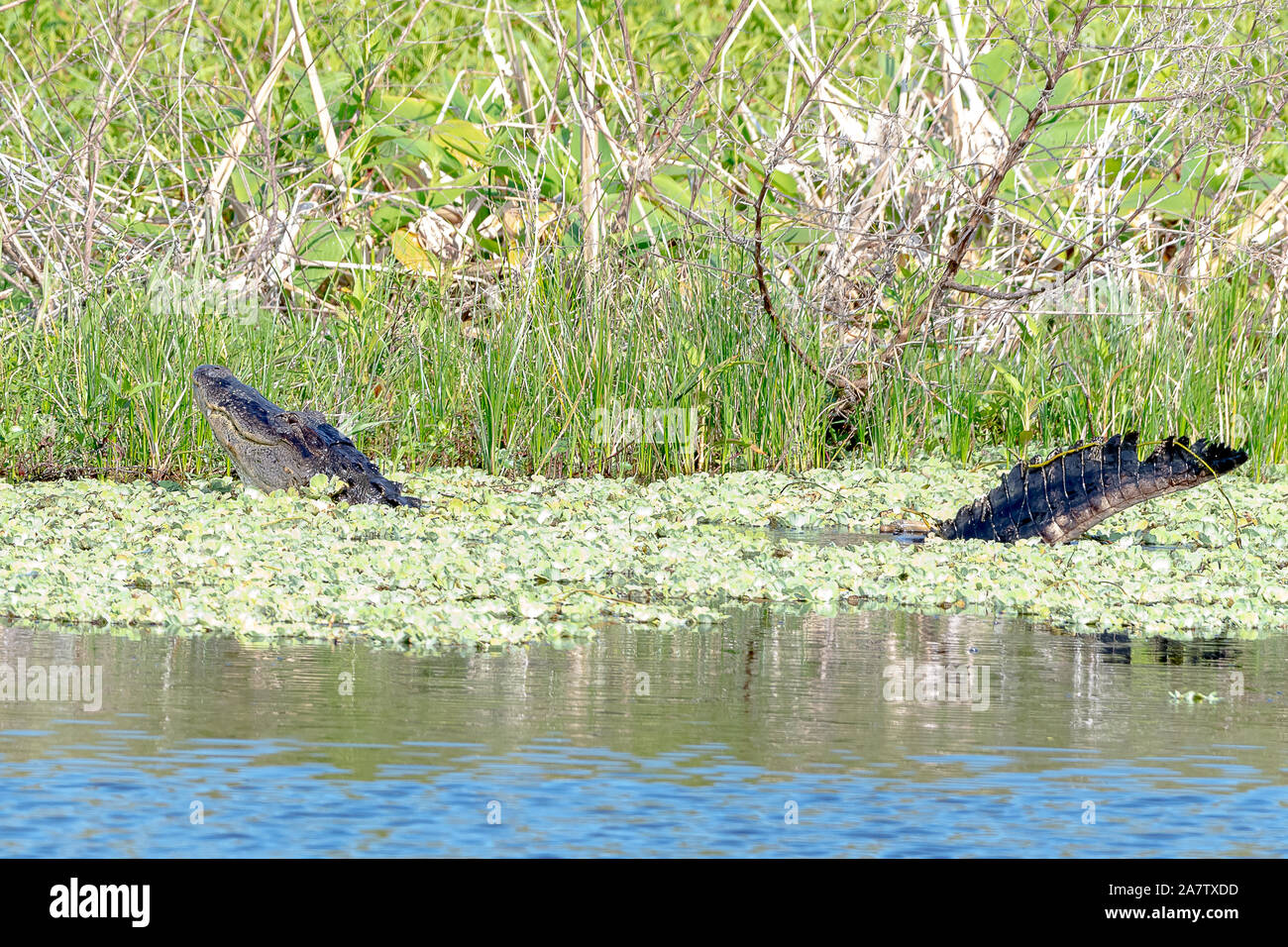 Male american alligator displaying and bellowing mating ritual call - spring Stock Photo