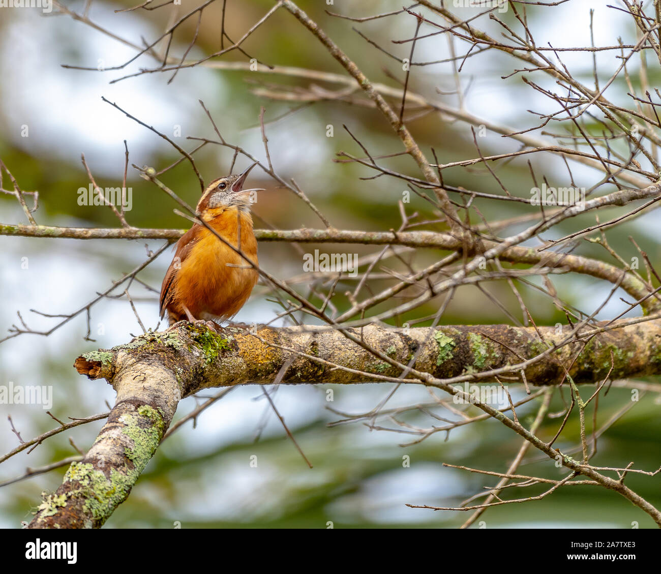 Carolina wren perched in a tree in central Florida Stock Photo Alamy