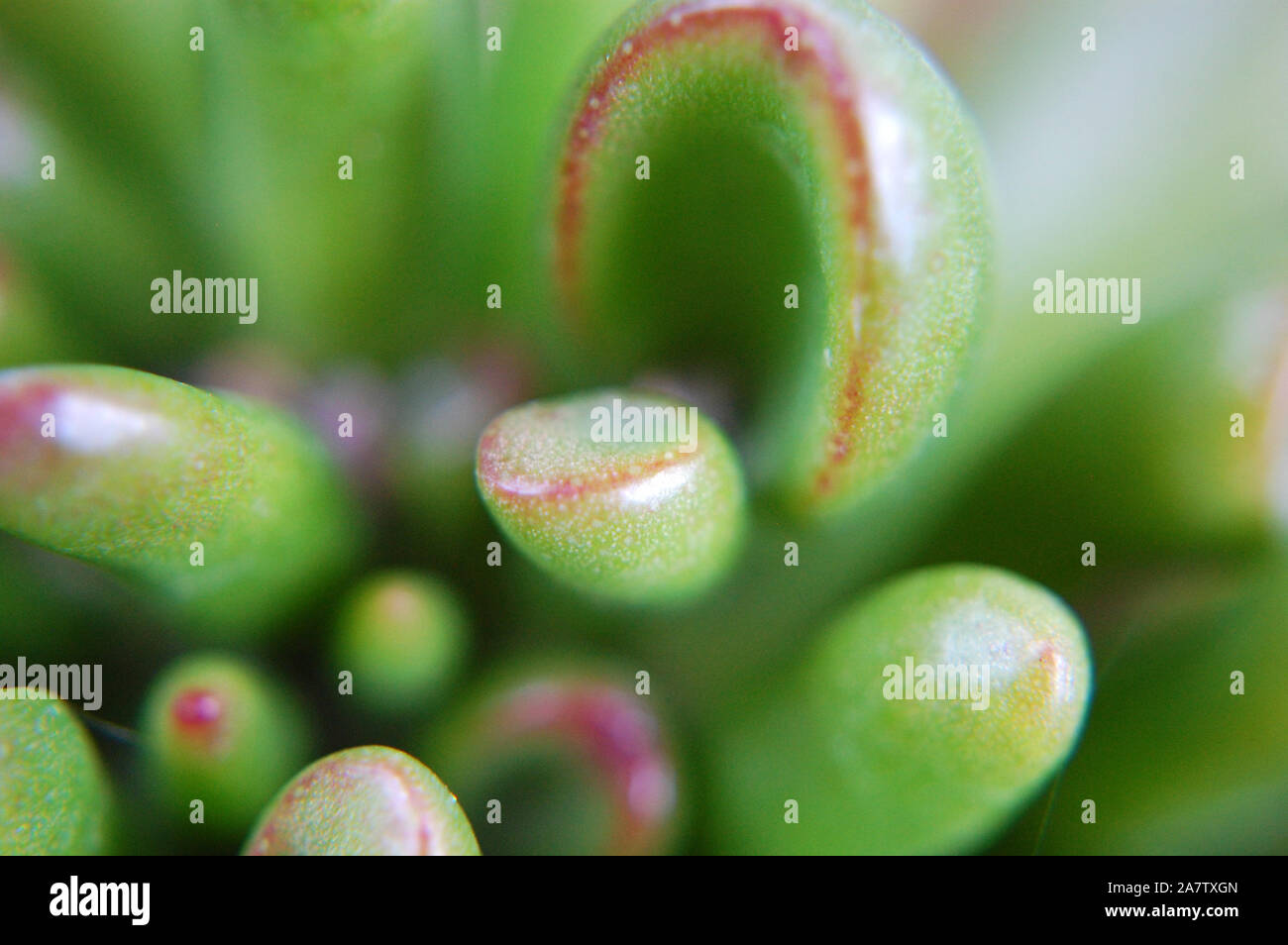 Macro shot of Crassula ovata 'Gollum Jade'. Stock Photo
