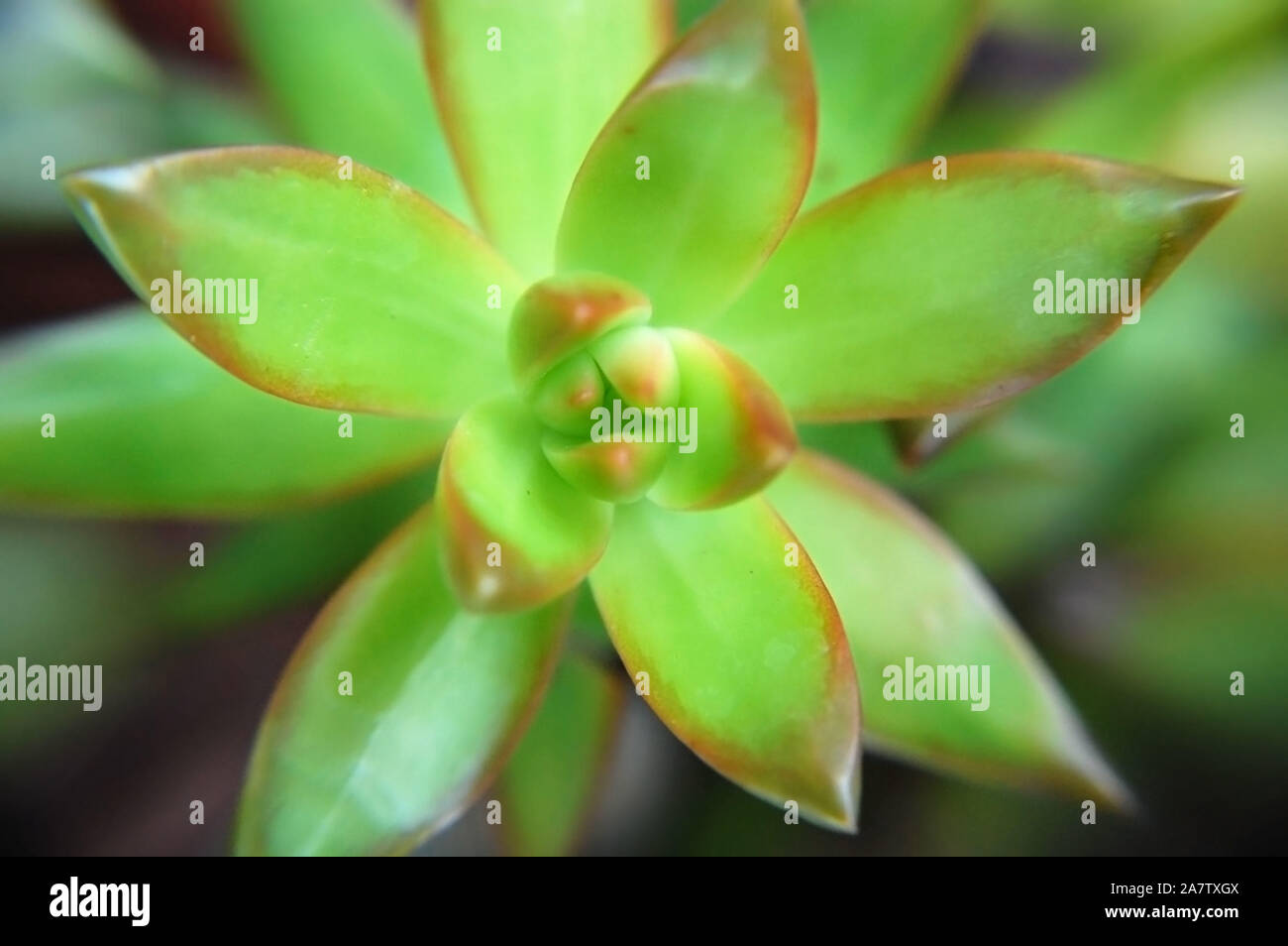 Macro shot of Sedum adolphi 'Firestorm'. Stock Photo