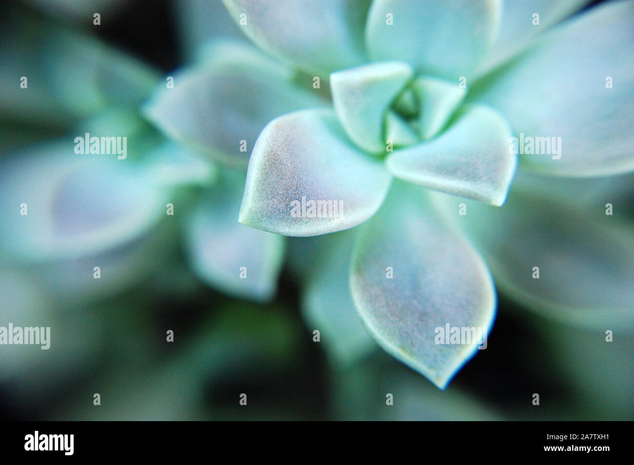 Macro shot of Graptopetalum paraguayense 'Ghost Plant'. Stock Photo