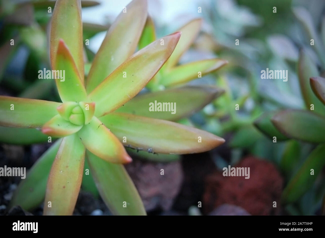 Macro shot of Sedum adolphi 'Firestorm'. Stock Photo