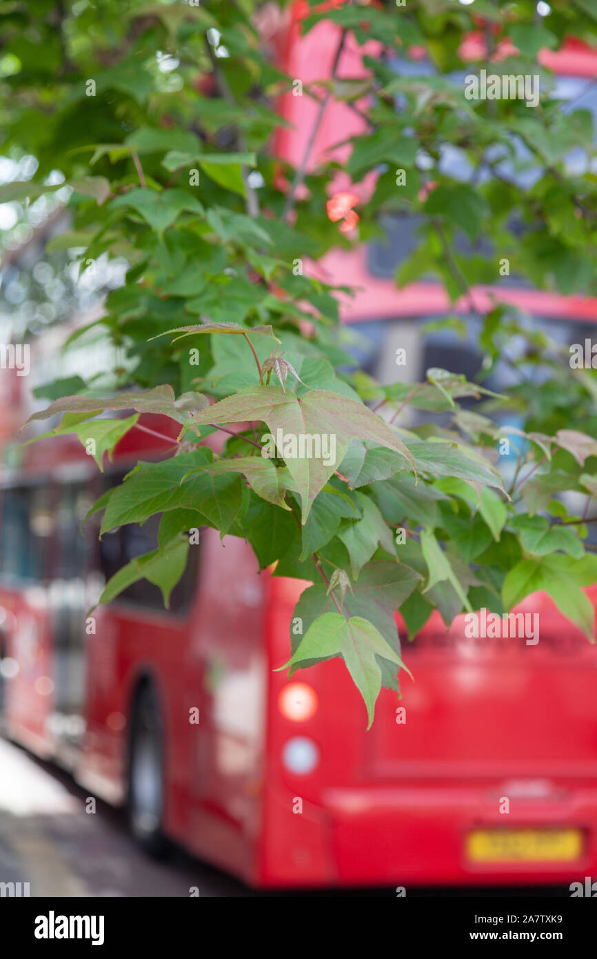Leaves of Chang's Sweetgum (Liquidambar acalycina) street tree, London Stock Photo