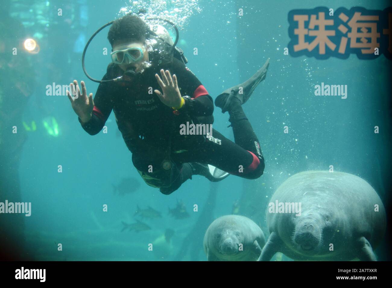 The latest born West African manatee and her mother Xixi meet visitors at Chimelong Ocean Kingdom in Zhuhai city, south China's Guangdong province, 19 Stock Photo