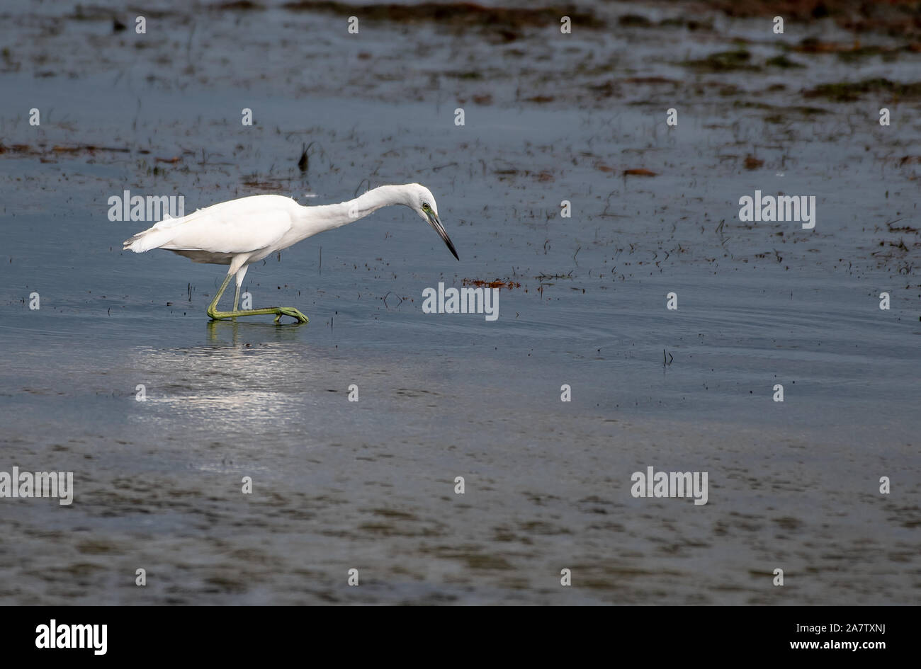 Juvenile little blue heron hunting for food Stock Photo