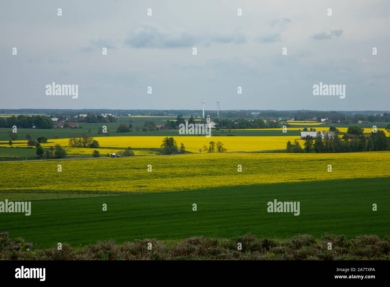 A yellow and green rural countryside field with a church and wind ...
