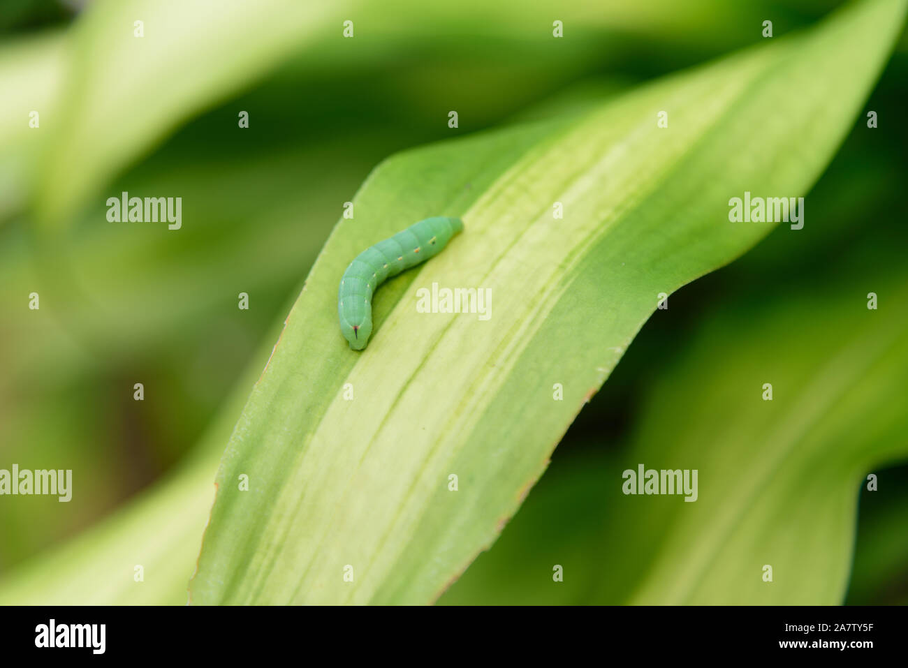 Green worm on tree leaf Stock Photo Alamy