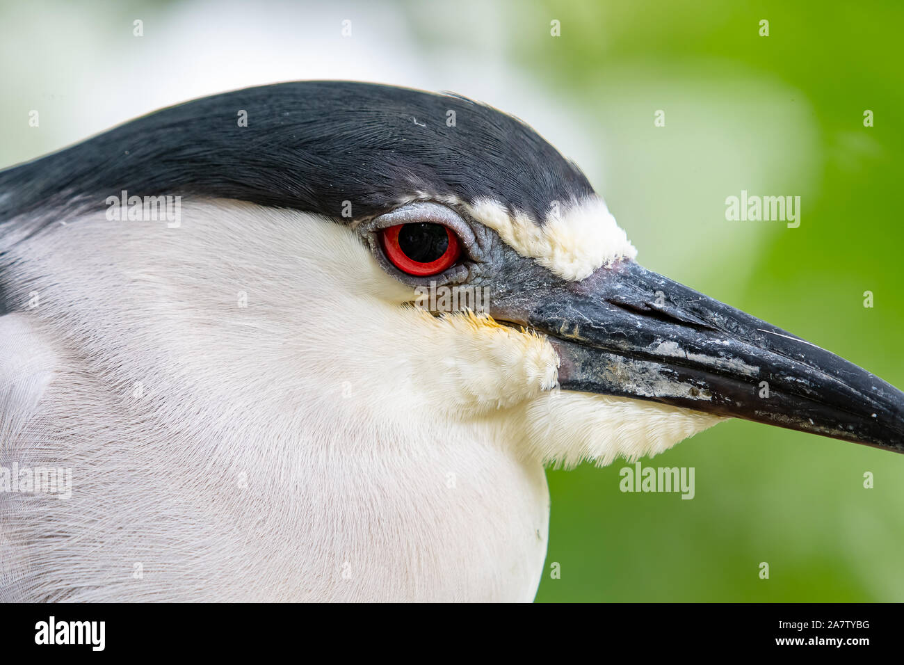 Close-up of a black crowned night heron Stock Photo