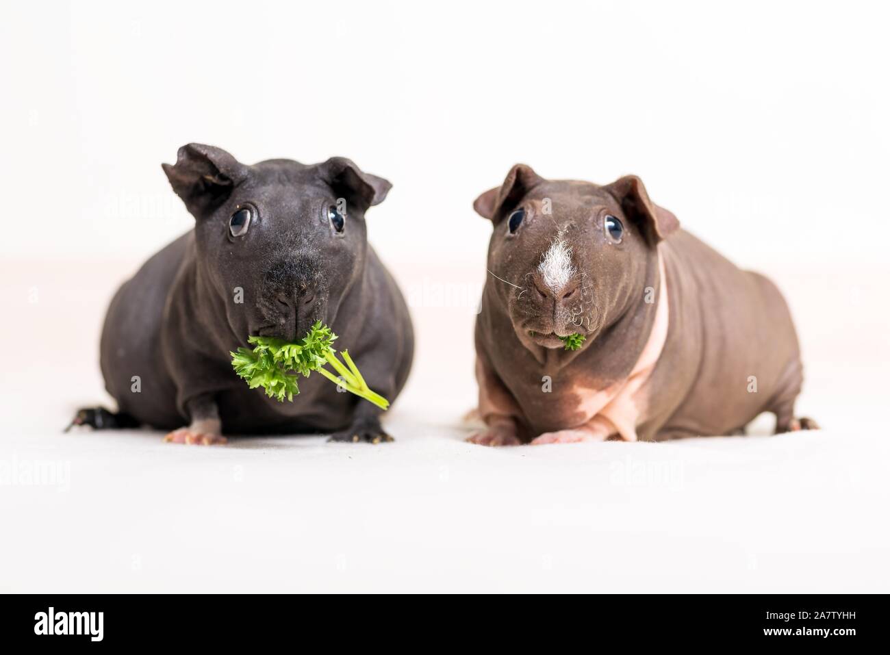 Skinny pig hi res stock photography and images Alamy