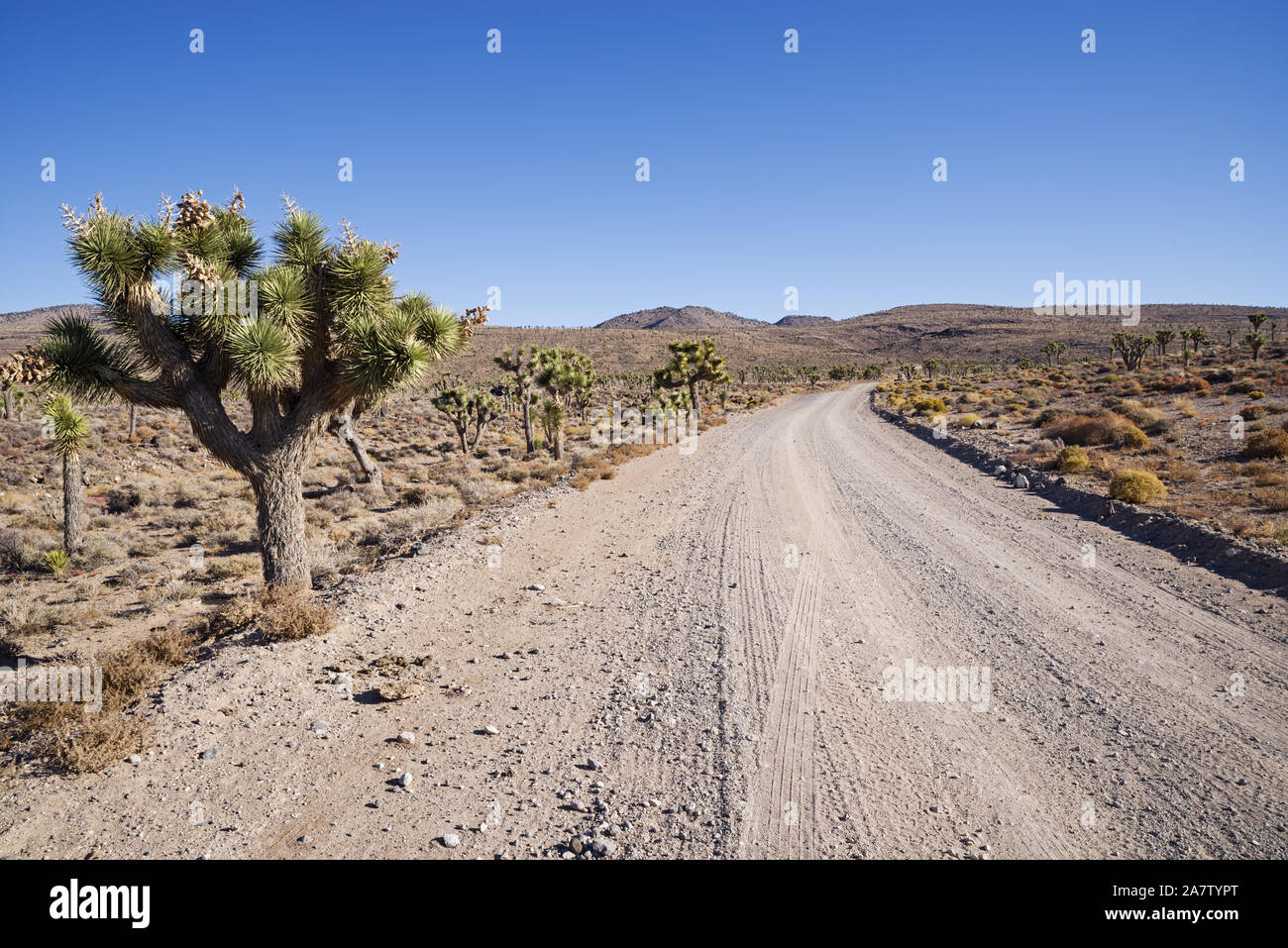 The Saline Valley gravel road heads up a hill past Joshua Trees Stock Photo