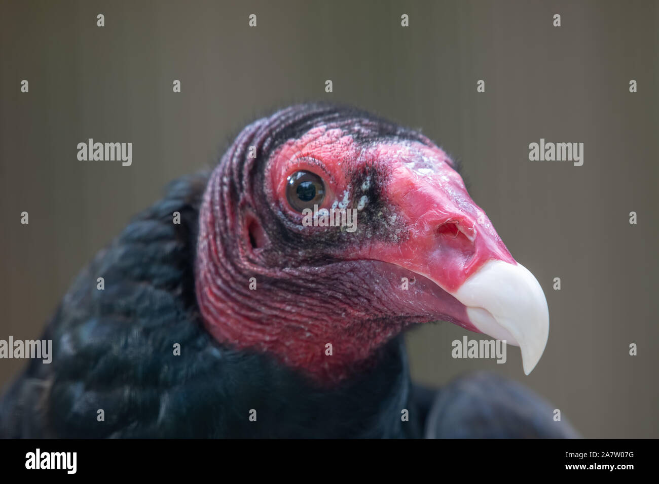 Vulture face portrait hires stock photography and images Alamy
