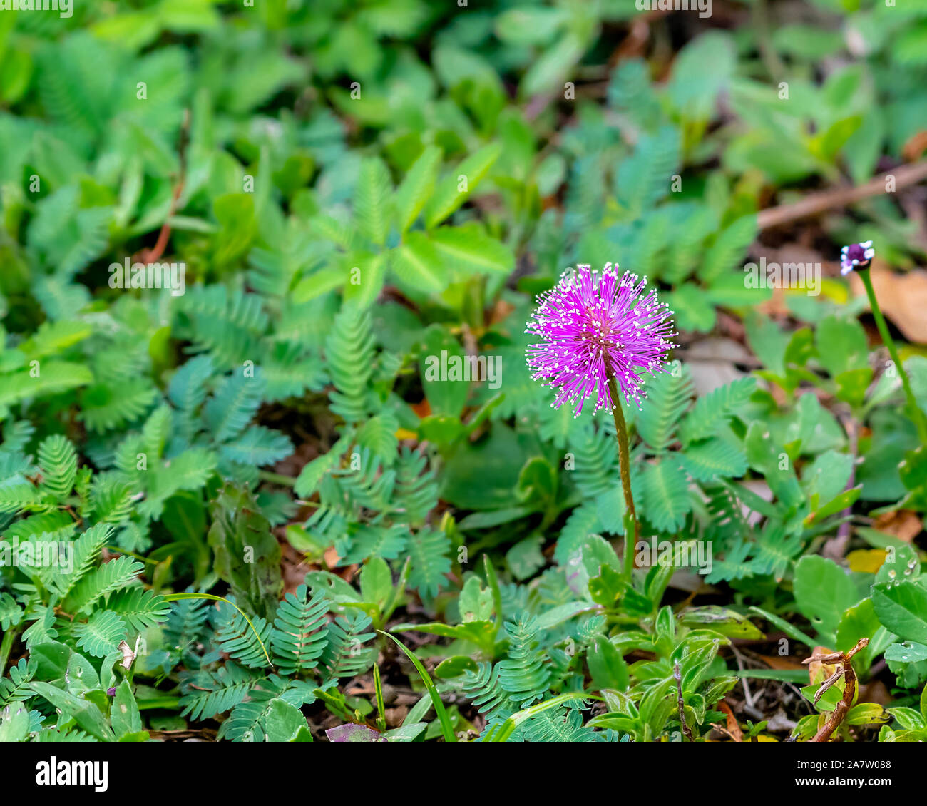 sunshine mimosa, powder puff - a small purple spiked flower native to Florida Stock Photo