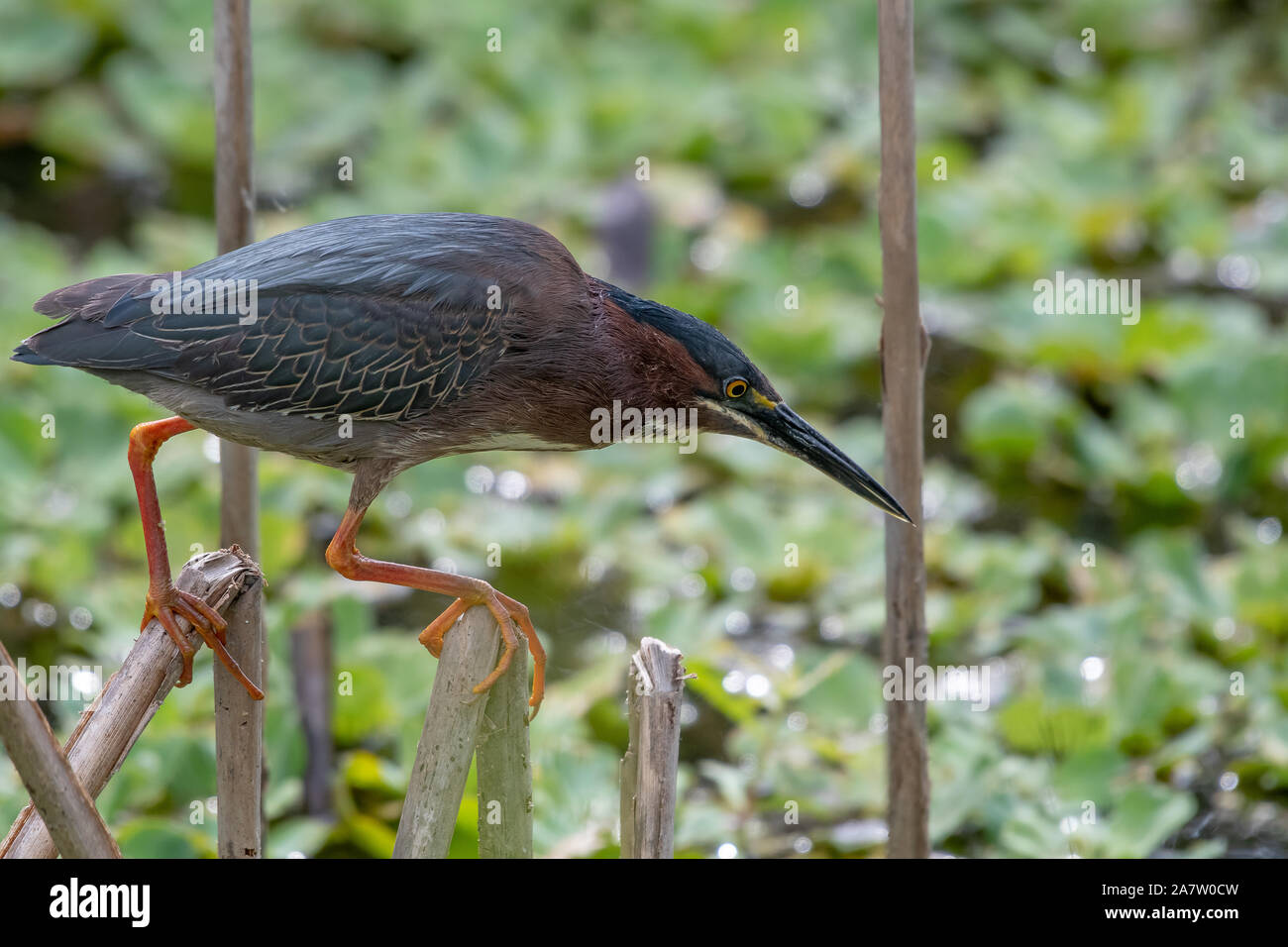 Green night heron searches for food Stock Photo