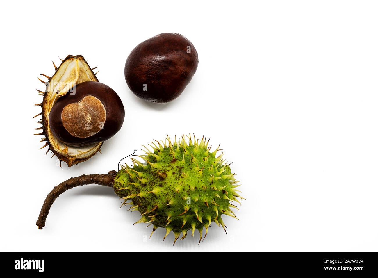 three phases of a chestnut isolated on white background Stock Photo Alamy