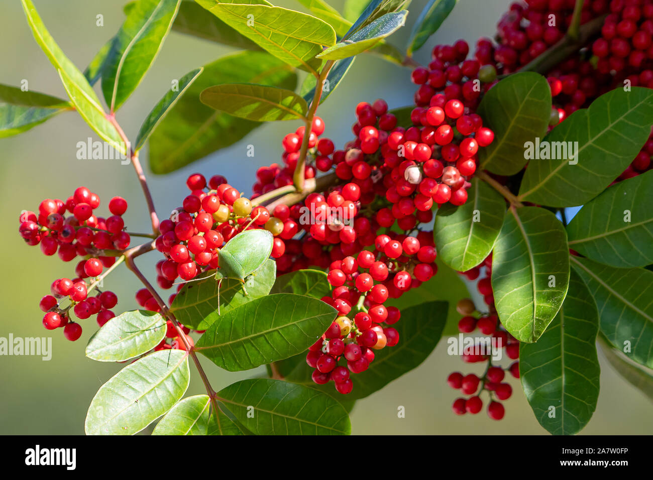 Bush with red berries in central Florida Stock Photo